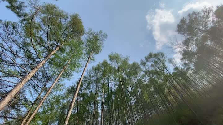 A good day for a walk with Korean traditional tree