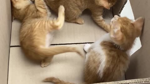 playful baby cat