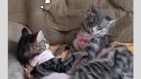 Cats Arguing About Sleeping and Eating