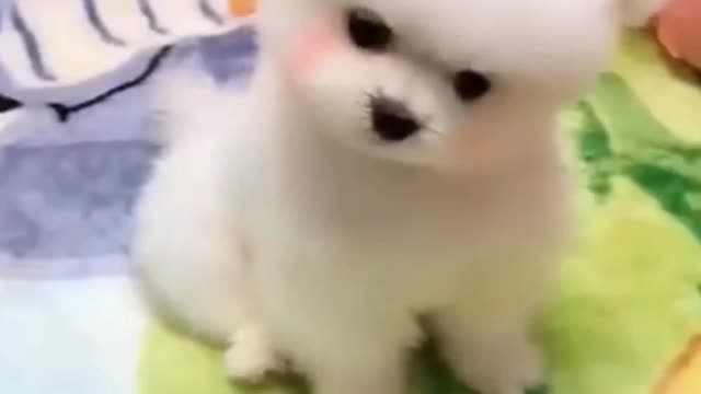 Cute dog