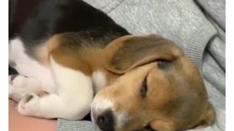 Cute Puppies Doing Cute Things