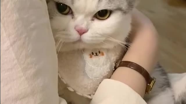 funny cats