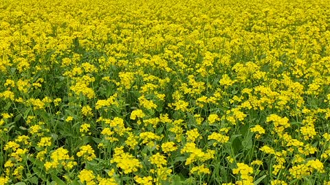 There are many beautiful mustard flower gardens in our country