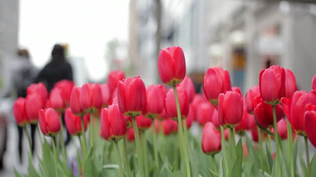 Very beautiful Tulip nice view