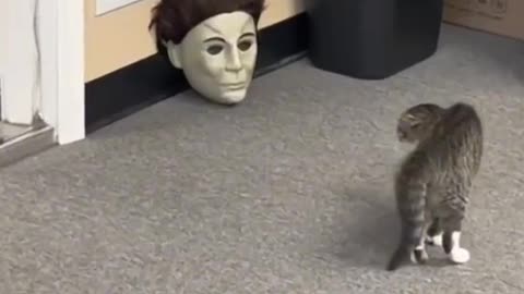 Humans and animals | Funny Combo | Funny Pets | Crazy Fun
