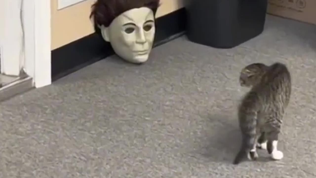 Humans and animals | Funny Combo | Funny Pets | Crazy Fun