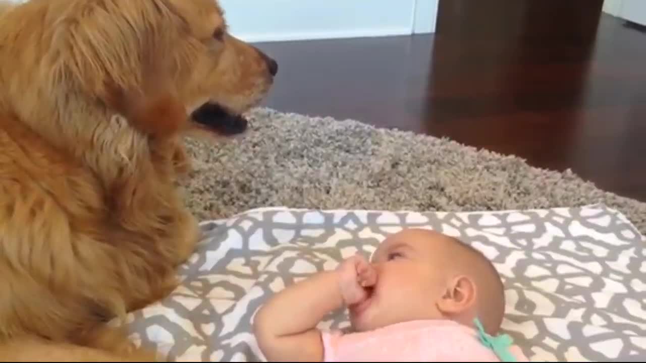 Baby talks to Golden Retriever see how