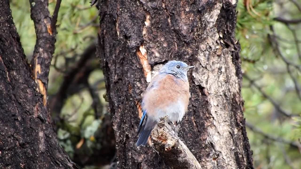 Bluebird