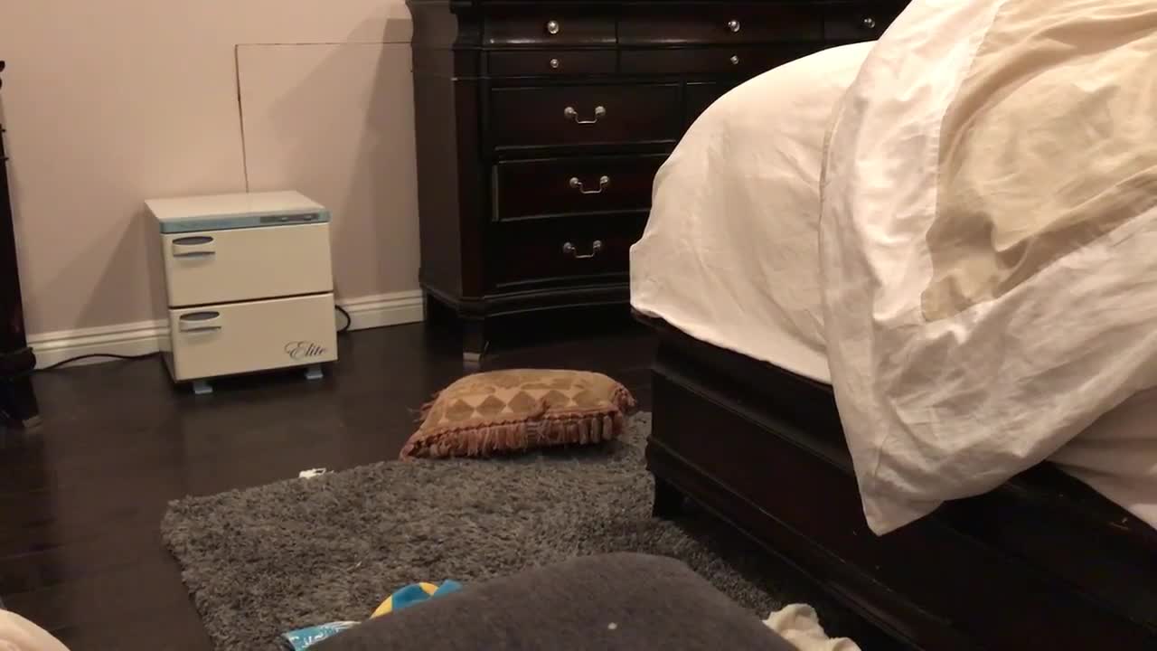 Dog returns stolen pillow, tries to steal it right back