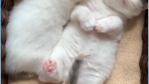 cute little baby sleeping cats makes you laugh!