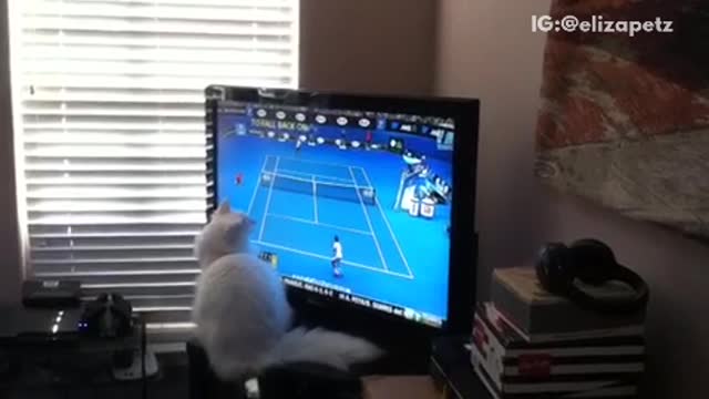 Cat watches tennis