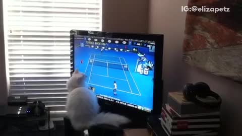 Cat watches tennis