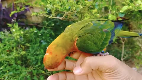 01 My Parrot Playing With Hand at Homeland