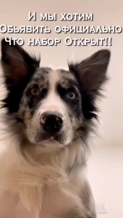 1.aggresive dog from tiktok @aggressive..doggy #shorts