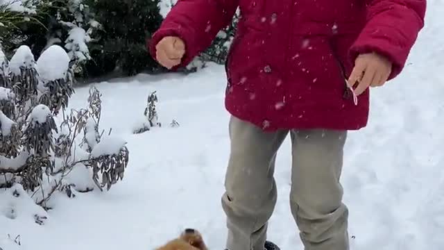 Boy Playing Outside with the Dogs During Snowfall