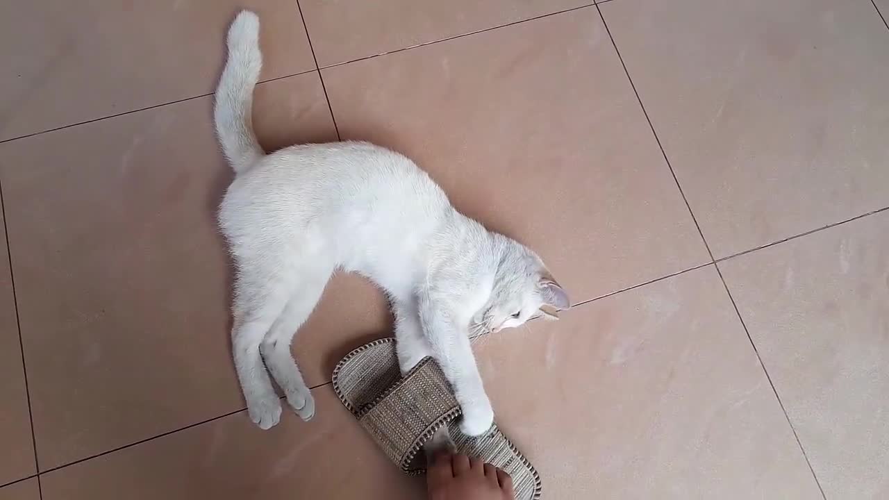 Cat Daily Routine