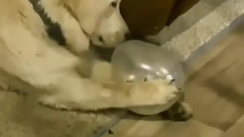 This dog is a magician