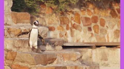 pinguins strolling along the beach