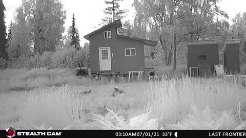 Invasive moth destruction and lots of moose