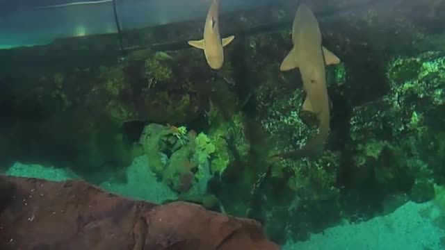 Beautiful Shark in Lake