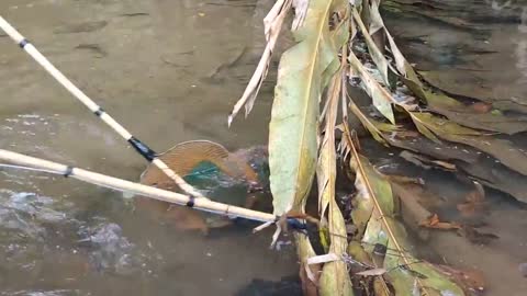 cari ikan di pinggiran kebun dapat banyak babon-10