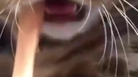 Funy cats#18