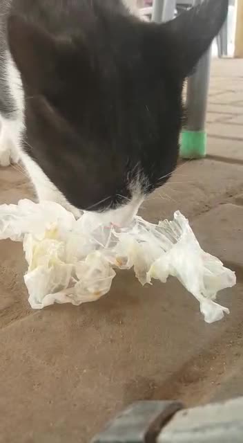 A hungry cat is eating something