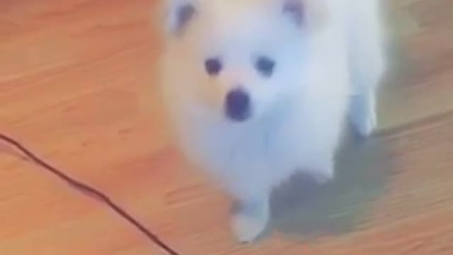 Small white puppy tries to touch a black hanging wire
