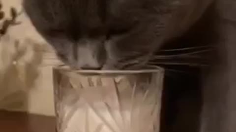 My cat drinks milk