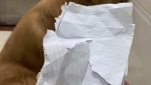 I Am not Guilty