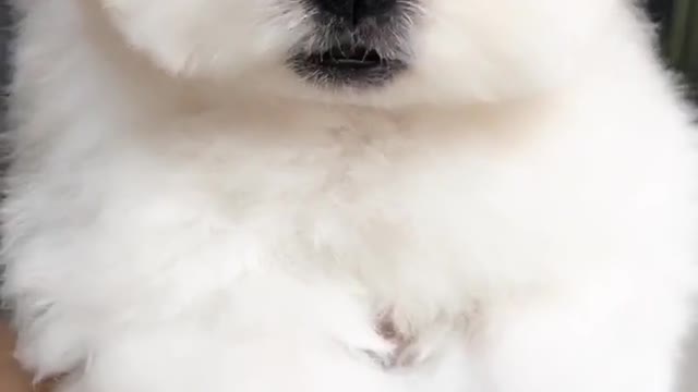 A face of tender
