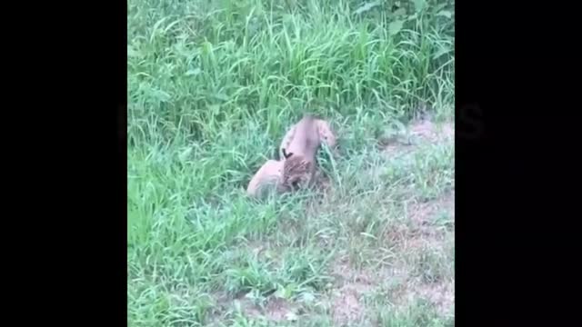 Funny cat dog animals videos