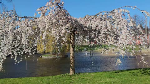 Cherry Tree Waving on Wind