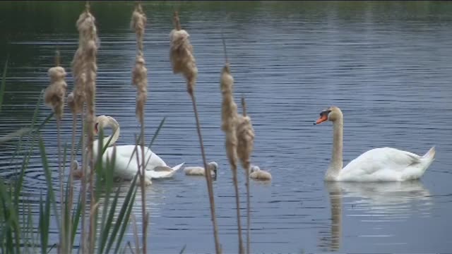 The swan swam freely on the water