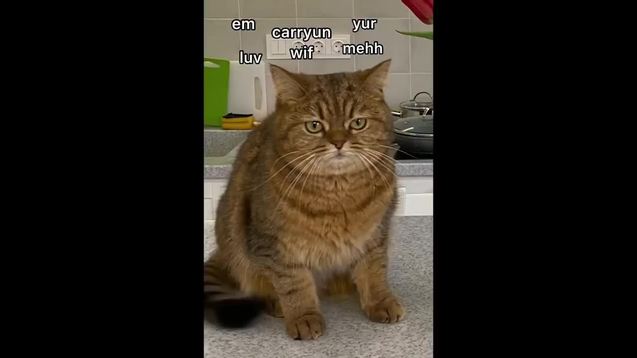 cute kitten and owner