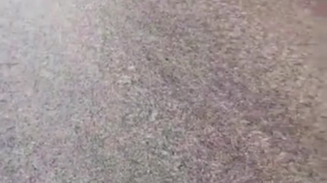 Funny puppy running down a slippy road