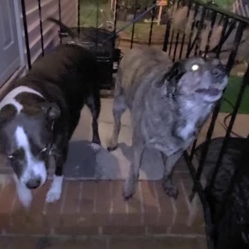 Lily and Bruno are quite obvious when they want something