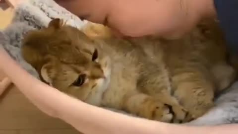 Cute Cat like a Human baby