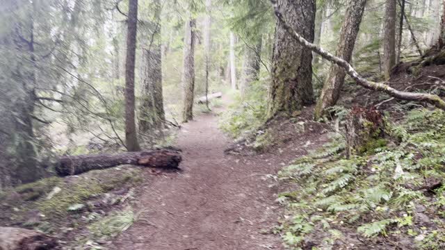 Hiking Through Classic Willamette National Forest – Clear Lake Loop – Central Oregon – 4K