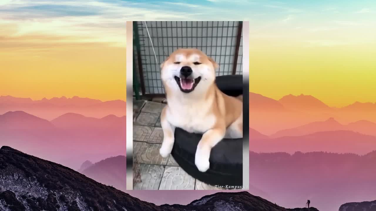 Funny dogs, Lustige Hunde, Tiere zum Lachen fails compilation
