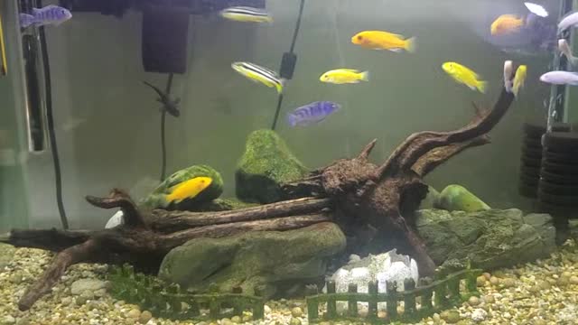 the active cichlids swimming in a fishbowl