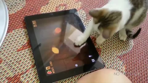 Funny Cats Compilation (Most Popular) Part 1
