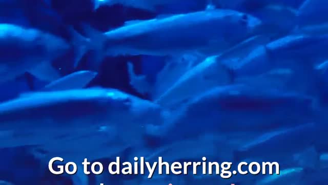 The Daily Herring