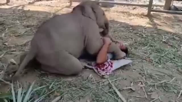 Cute elephant calf and owner playing