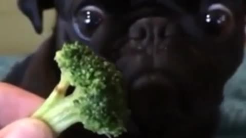 Have you seen this dish before