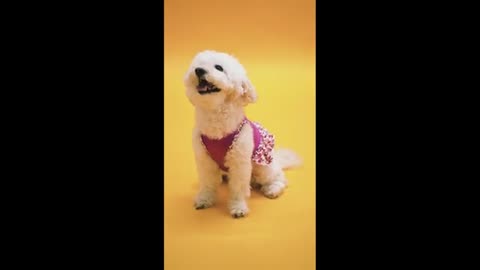 Funny Dogs )//) Dog Baby // Cute Dogs videos