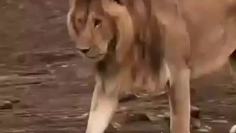 Force is like a lion