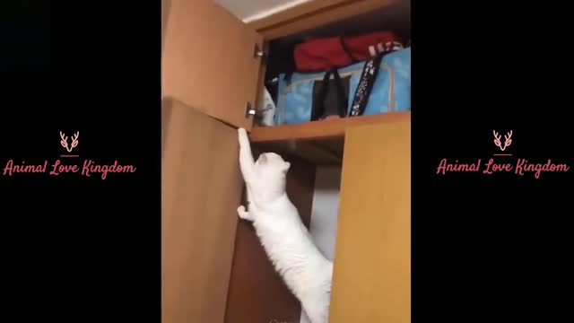 funny cats waw 3