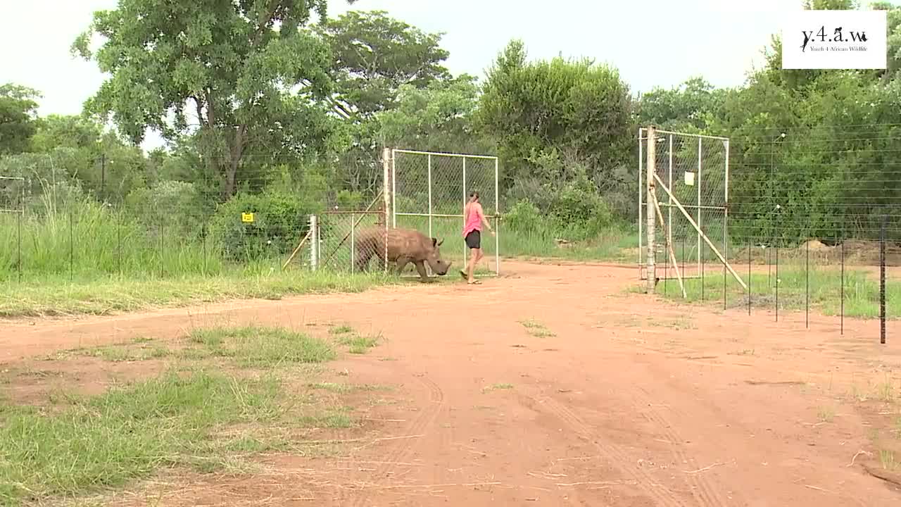 Raising A Rhino Orphan