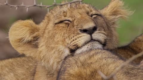 A lion cub resists sleep